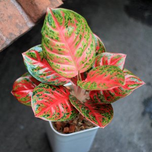 Aglaonema (Aglaonéma) ´CHERRY BABY´ - kont. C1L, výška 25-30 cm